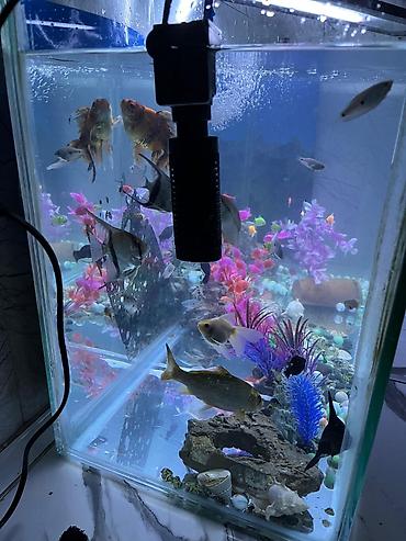 akvarium işığı: Salam. akvarium əla vəziyyətdədi 30 dan çox balıq var hamısını üstə — 5