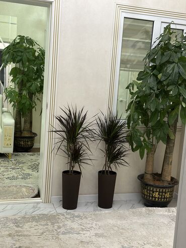 Другие комнатные растения: Комнатные цветы at lalafo.kg — 10 Другие комнатные растения: Комнатные цветы — 10