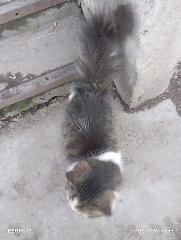 Отдам даром кошку: Пушистые кошки — двое очаровательных домашних любимцев - Породы/тип — 7