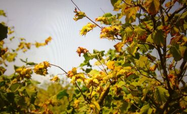 Torpaq sahələrinin satışı: 74 sot, Kənd təsərrüfatı, Mülkiyyətçi, Kupça (Çıxarış) — 5