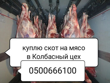 802 объявлений | ЖИВОТНЫЕ: Куплю | Коровы, быки, Лошади, кони, Другие с/х животные | Круглосуточно, Любое состояние, Забитый