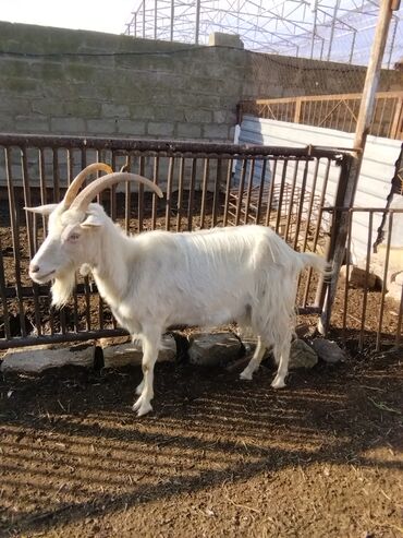Keçi, çəpiş: Salam.keçilər satıram 5dənədir hamsı bir yerdə kom satılır — 4