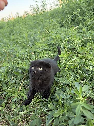Продажа кошек: Скотиш Фолд (Шотландская вислоухая), 2 месяца, Девочка, Черный, Приучена к лотку — 2