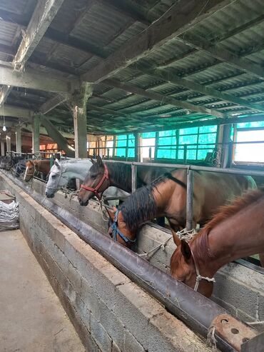 Лошади, кони: Продаю | Кобыла (самка) | На забой — 8