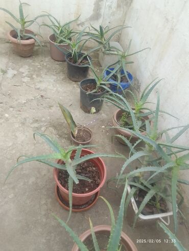 otaq yoldawi: Aloe gulu