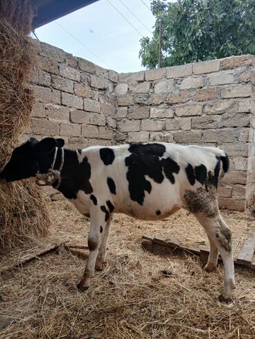 Inəklər, öküzlər: Dişi, il: 3, 3 kq, Damazlıq, Ünvandan götürmə — 7