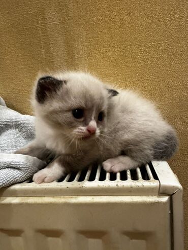 Pişiklər: Erkək, Dişi, Yaxşı əllərə, Ünvandan götürmə, Pulsuz çatdırılma — 4