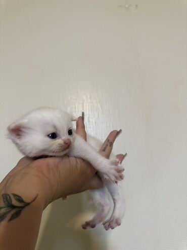 Pişiklər: Şotland — 3