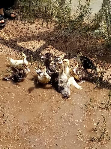 ördey: Salam 9 dene 2 aylıq ördek satilir biri 10 manat 4 denede b alaca var — 1