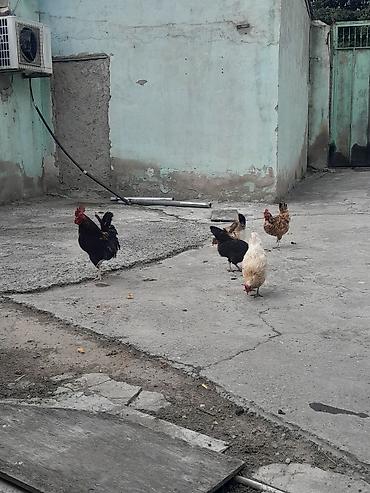 5 toyuq biri 12 azn bir xoruz 18 azn ünvan sulutepenin kuruqu Reyal