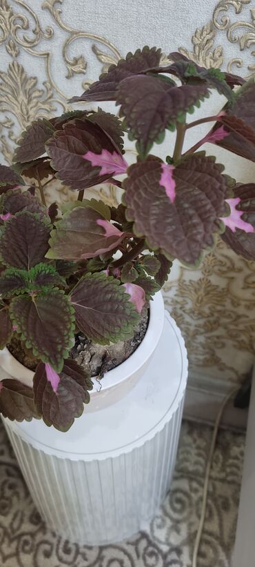 Кактусы: 🌿 Продаю домашние растения 🪴 Красивые, ухоженные и полезные для вашего — 6