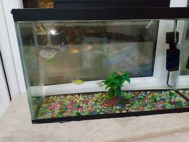 akvarium balıqları: Salam satilir hərşey daxil cəmi 30 azn — 4