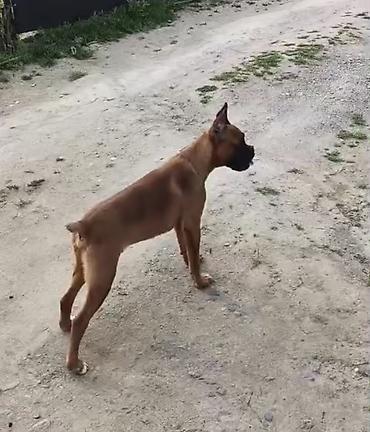 İtlər: Bokser -da lalafo.az — 7 İtlər: Bokser — 7