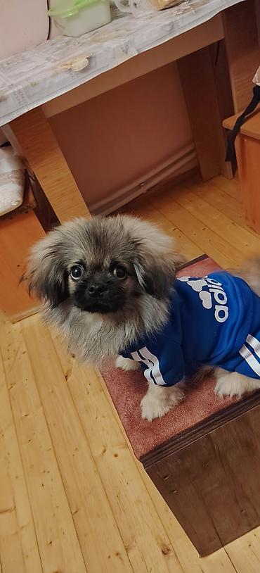 pomerian it: Pekines, 3 ay, Erkək, Peyvəndli, Ünvandan götürmə — 7
