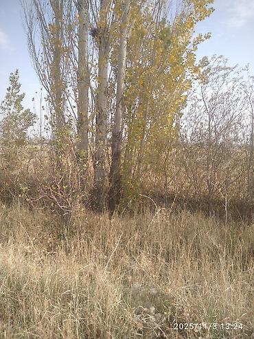 Тополь: Тополя для озеленения/живой изгороди - Порода: тополь (пирамидальный — 11