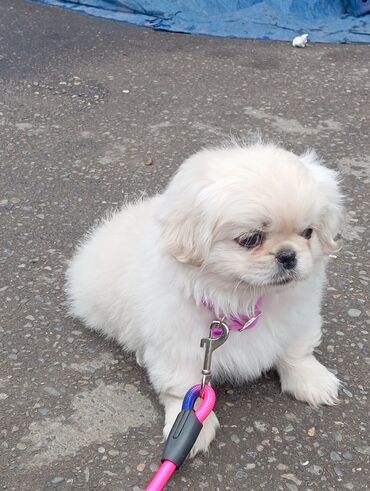 pulsuz itler verilir: Pekines, 2 ay, Erkek, Peyvəndli, Ünvandan götürmə
