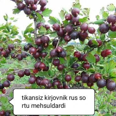 yeni il ağacları: Rus sortu tikansiz kirjovnik məhsuldar ağac olur
