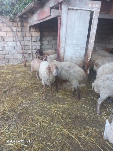 Qoyunlar, qoçlar: Qoç satılır .buynuzlu qoç 650 manata beyləqan 1000 manat sonudu.qoyun -da lalafo.az — 9 Qoyunlar, qoçlar: Qoç satılır .buynuzlu qoç 650 manata beyləqan 1000 manat sonudu.qoyun — 9