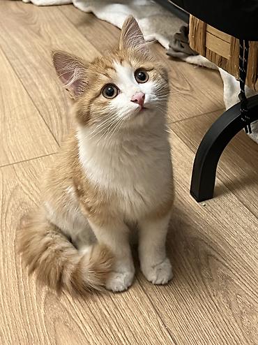 Кошки: Отдаю котят в добрые руки! Возраст 3 месяца. Трехцветная - девочка — 4