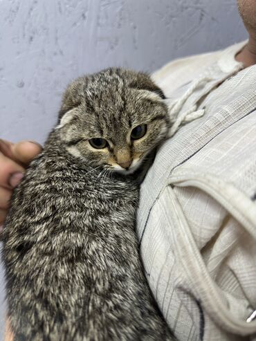 сибирская кошка черная: Скотиш Фолд (Шотландская вислоухая), 4 месяца, Девочка