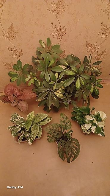 Сингониумы: Коллекция комнатных растений — подборка декоративно-лиственных — 9