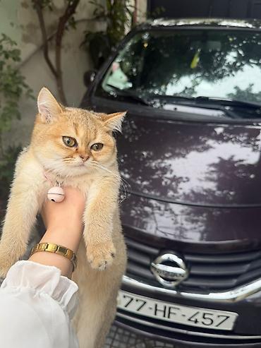 pişik cinsleri: Ağ tüklü, mavi gözlü balaca pişik balası - Zərif, qısa və yumşaq ağ — 4