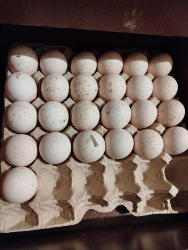 Hinduşka: Erkək, Ətlik, Ödənişli çatdırılma — 8