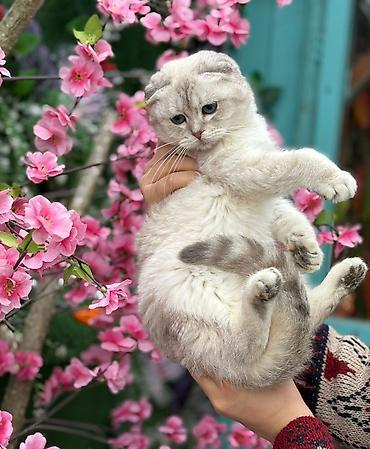 Pişiklər: Şotland — 1