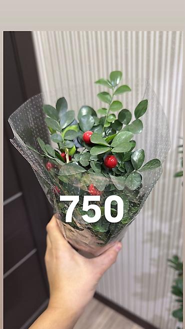 Другие комнатные растения: Комнатные цветы, цены написаны на фото — 13