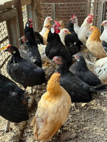 цыплята: Продаются цыплята карликовых кур бентамок, выведенные клушкой