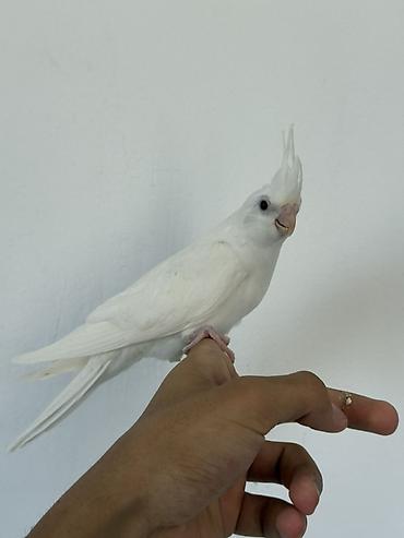 korella tutuquşu: Ağ rəngli nimfa tutuquşu (cockatiel) – tam ağ lələk örtüyü, başda xas — 1