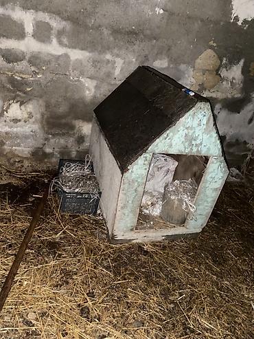 it avçarka: Taxta it evi - Material: qalın taxta karkas, üstü ikiqat yamaclı dam — 2