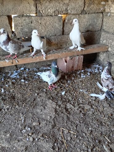 akvarium ve baliqlar: Başıqara və boynu qara qiyruqara satlır boynu qara quyruqara dişdi