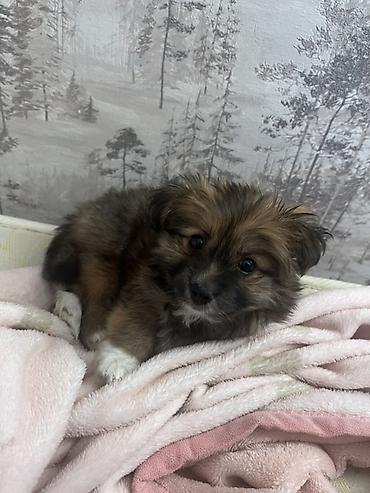 İtlər: Yorkie Pom Tecili satilir 2 ayligdir Balaca it balası – uzun tüklü — 1