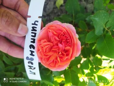 Şitillər: Məhsul: Bağ bitkiləri və meyvə fidanları seçimi - Hibiskus (Rose of — 44