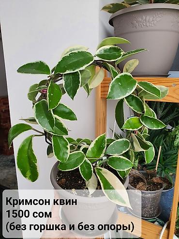 Хойи: Взрослые сортовые хойи
Цена, название и подробности на фото — 12