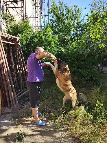coban itleri: 8 ay, Erkək, Peyvəndli, Ünvandan götürmə — 4