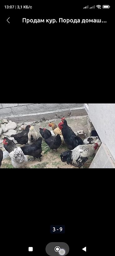 Куры, петухи: Продаю | Куры, Петух, Цыплята | Полубрама, Бройлерная, Бойцовая | На забой, Для разведения, Несушки — 6