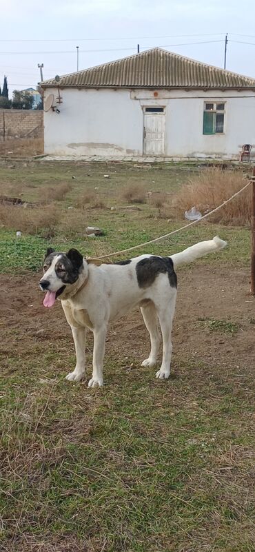 İtlər: Qurdbasar, 1 il, Erkek, Peyvəndli, Pulsuz çatdırılma — 17