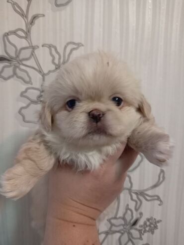 ov itləri: Pekines, 1 ay, Erkek, Cütləşmə üçün, Ünvandan götürmə, Pulsuz çatdırılma, Ödənişli çatdırılma