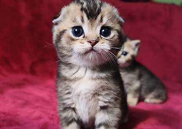 Продажа кошек: Скотиш Фолд (Шотландская вислоухая), 2 месяца, Девочка at lalafo.kg — 14 Продажа кошек: Скотиш Фолд (Шотландская вислоухая), 2 месяца, Девочка — 14