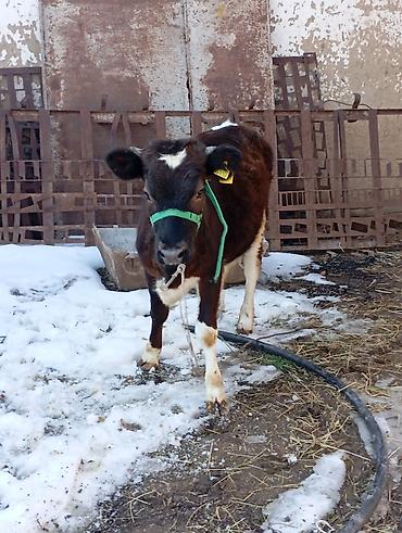 Коровы, быки: Продаю | Тёлка | Для разведения | Привязанные — 2
