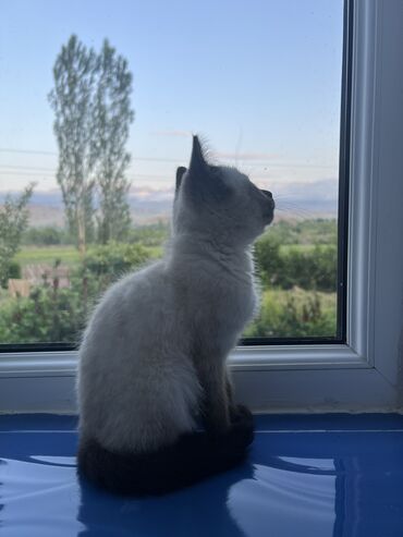 купить сиамского котенка: Сиамская, 5 месяцев, Мальчик, Приучена к лотку, С прививками, Проглистована