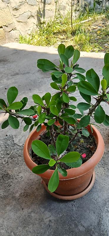 gul toxum satışı: Bitkilər: Euphorbia milii (Tikanlı tac, “Crown of Thorns”) – hazir — 3