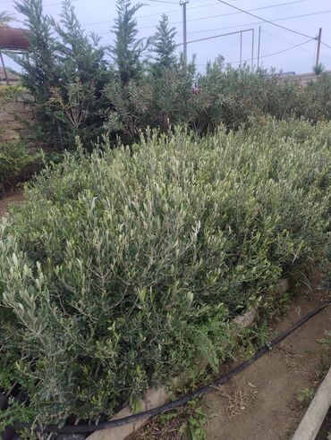 Tinglər: Məhsul: Zeytun ağacı tingləri Təsvir: - Fidanlıqda yetişdirilmiş — 11