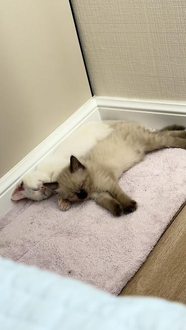 отдам котенка даром: Белоснежный котёнок-девочка, примерно 2–3 месяца. Короткошёрстная — 4
