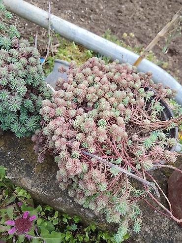 Ostale kućne biljke: Sukulenti u saksijama – više vrsta - Sedum (različite sorte) — 6