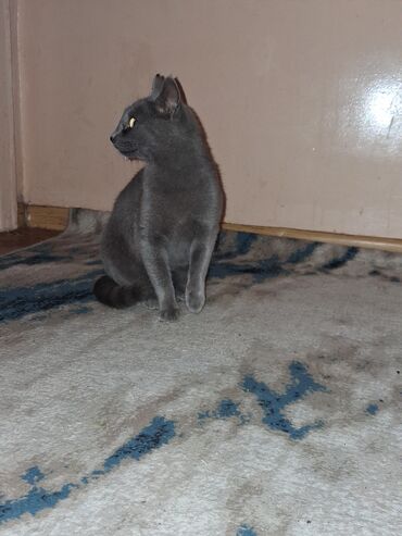 İtlər: Şotland, Dişi, Yaxşı əllərə