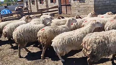 Qoyunlar, qoçlar: Dişi, il: 1, Damazlıq, Pulsuz çatdırılma — 16