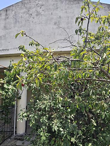 Torpaq: 12 sot, Mülkiyyətçi, Kupça (Çıxarış) — 7